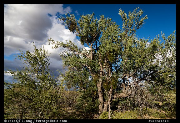 Desert Ironwood trees. Ironwood Forest National Monument, Arizona, USA (color)