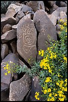 Close-up of Hohokam petroglyphs and brittlebush. Ironwood Forest National Monument, Arizona, USA ( color)
