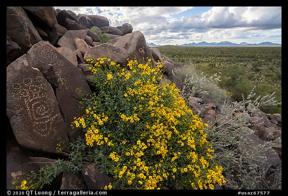Petroglyphs and brittlebush, Cocoraque Butte. Ironwood Forest National Monument, Arizona, USA (color)