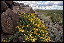 Petroglyphs and brittlebush, Cocoraque Butte. Ironwood Forest National Monument, Arizona, USA ( color)