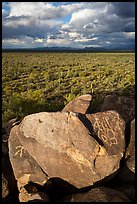 Boulders with petroglyphs overlooking plain with Saguaro cactus. Ironwood Forest National Monument, Arizona, USA ( color)