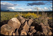 Boulders with petroglyphs, brittlebush, and Avra Valley. Ironwood Forest National Monument, Arizona, USA ( color)