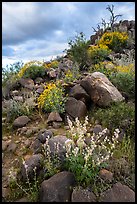 Springtime wildflowers among volcanic boulders, Cocoraque Butte. Ironwood Forest National Monument, Arizona, USA ( color)