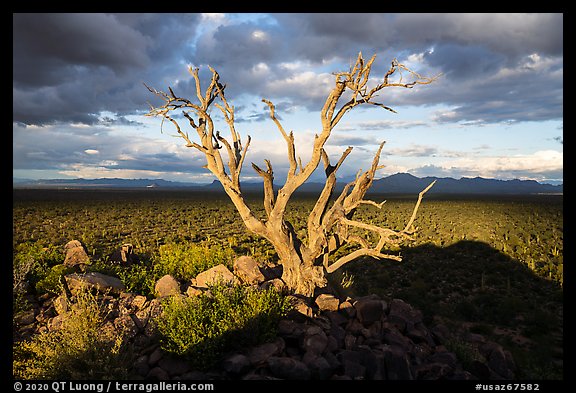 Tree skeleton above bajada with Saguaro, Cocoraque Butte. Ironwood Forest National Monument, Arizona, USA (color)