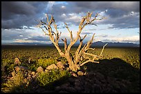 Tree skeleton above bajada with Saguaro, Cocoraque Butte. Ironwood Forest National Monument, Arizona, USA ( color)