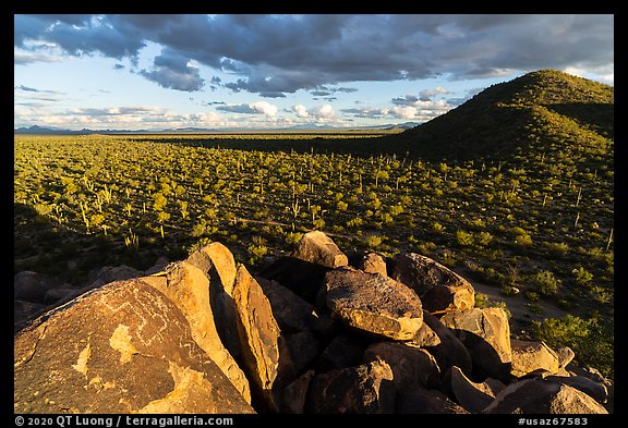 Hohokam petroglyphs and plain with Saguaro, Cocoraque Butte. Ironwood Forest National Monument, Arizona, USA (color)