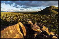 Hohokam petroglyphs and plain with Saguaro, Cocoraque Butte. Ironwood Forest National Monument, Arizona, USA ( color)