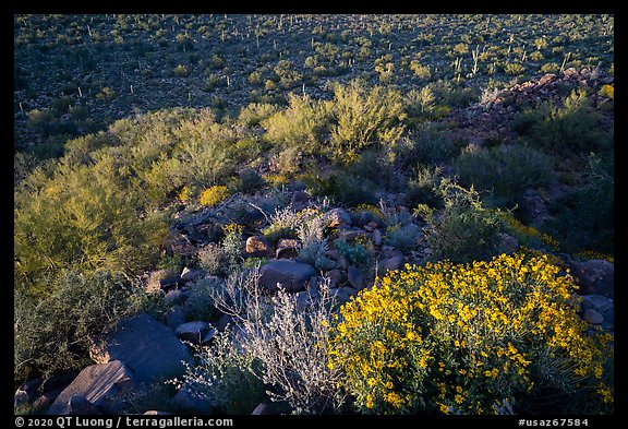Brittlebush overlooking Palo Verde and bajada with cactus. Ironwood Forest National Monument, Arizona, USA (color)