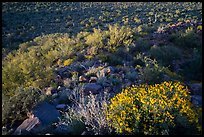 Brittlebush overlooking Palo Verde and bajada with cactus. Ironwood Forest National Monument, Arizona, USA ( color)