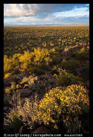 Brittlebush above vast plain. Ironwood Forest National Monument, Arizona, USA (color)