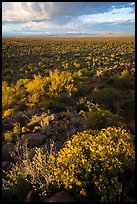 Brittlebush above vast plain. Ironwood Forest National Monument, Arizona, USA ( color)