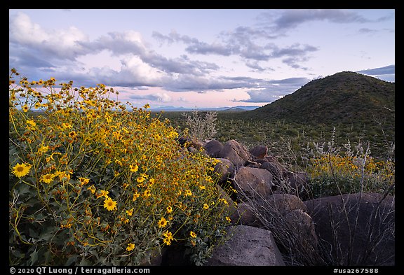 Brittlebush and Cocoraque Butte, twilight. Ironwood Forest National Monument, Arizona, USA (color)