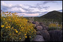 Brittlebush and Cocoraque Butte, twilight. Ironwood Forest National Monument, Arizona, USA ( color)