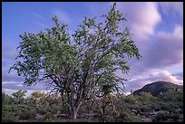 Ironwood tree and Cocoraque Butte at dusk. Ironwood Forest National Monument, Arizona, USA ( color)