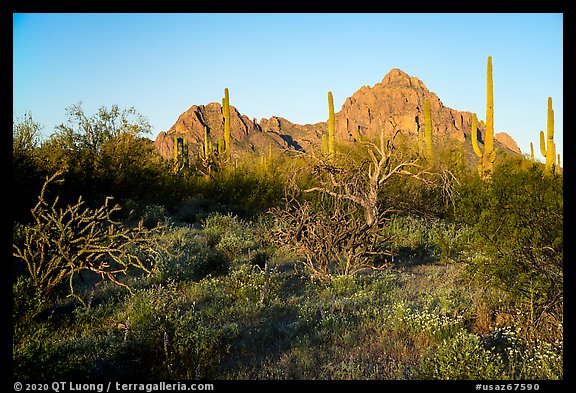 Desert vegetation, Wolcott Peak and Ragged Top at sunrise. Ironwood Forest National Monument, Arizona, USA (color)