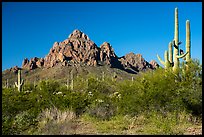 Lush creosote and saguaro plant community and Ragged Top. Ironwood Forest National Monument, Arizona, USA ( color)