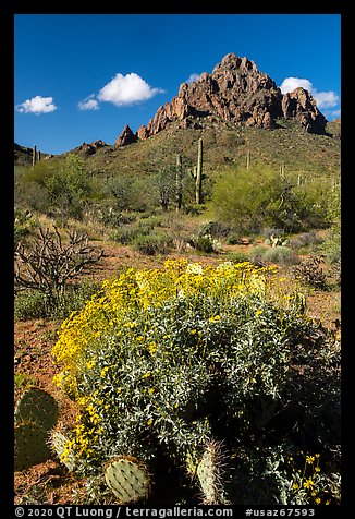 Cactus and brittleblush in bloom at the base of Ragged Top. Ironwood Forest National Monument, Arizona, USA (color)