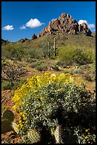 Cactus and brittleblush in bloom at the base of Ragged Top. Ironwood Forest National Monument, Arizona, USA ( color)