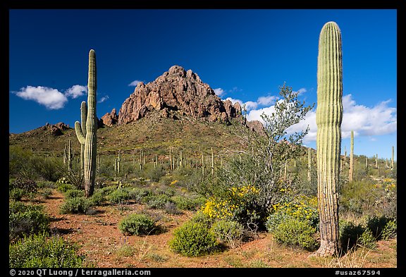 Ragged Top framed by Saguaro cactus. Ironwood Forest National Monument, Arizona, USA (color)