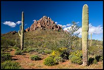 Ragged Top framed by Saguaro cactus. Ironwood Forest National Monument, Arizona, USA ( color)