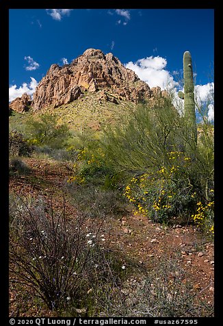 Spring wildflowers carpet the desert below Ragged Top. Ironwood Forest National Monument, Arizona, USA