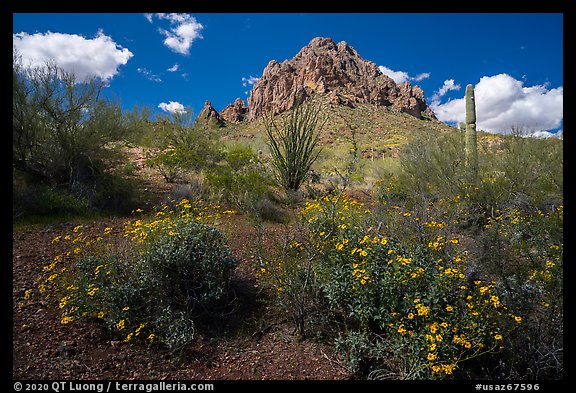 Brittlebush, ocotillo, and Ragged Top Mountain. Ironwood Forest National Monument, Arizona, USA (color)