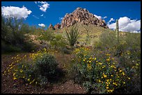 Pictures of Ironwood Forest National Monument