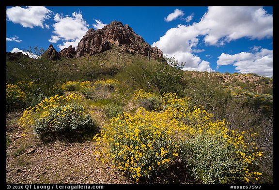 Carpet of brittlebush in bloom below Ragged Top. Ironwood Forest National Monument, Arizona, USA (color)