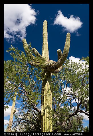 Saguaro cactus with folded arms. Ironwood Forest National Monument, Arizona, USA (color)