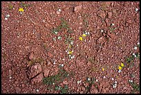 Close up of arid floor with tiny wildflowers. Ironwood Forest National Monument, Arizona, USA ( color)
