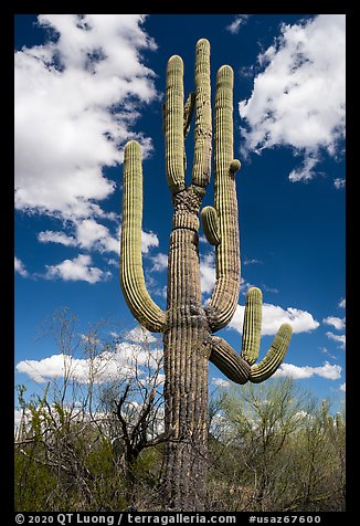 Saguaro cactus. Ironwood Forest National Monument, Arizona, USA (color)