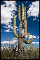 Saguaro cactus. Ironwood Forest National Monument, Arizona, USA ( color)