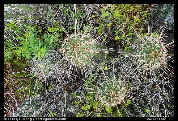 Close up of cactus. Ironwood Forest National Monument, Arizona, USA (color)