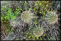 Close up of cactus. Ironwood Forest National Monument, Arizona, USA ( color)