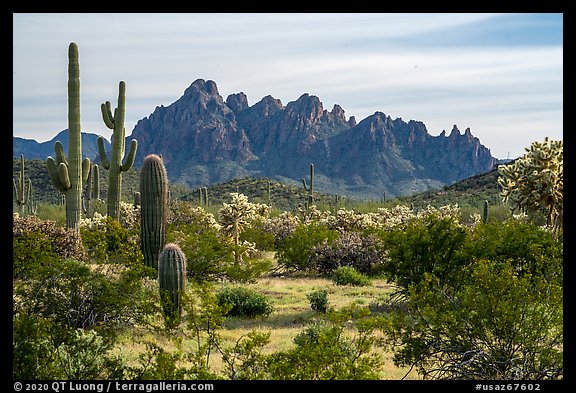 Cactus and with rocky wall of Ragged Top. Ironwood Forest National Monument, Arizona, USA (color)