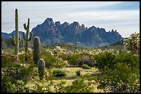 Cactus and with rocky wall of Ragged Top. Ironwood Forest National Monument, Arizona, USA ( color)