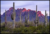 Saguaro cactus and craggy knobs of Ragged Top at sunset. Ironwood Forest National Monument, Arizona, USA ( color)