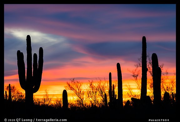 Sonoran desert plans against western sky at sunset. Ironwood Forest National Monument, Arizona, USA (color)