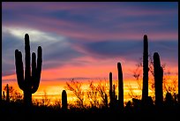 Sonoran desert plans against western sky at sunset. Ironwood Forest National Monument, Arizona, USA ( color)