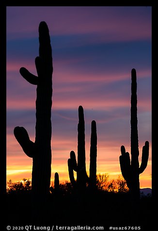 Saguaro cactus in sihouette at sunset. Ironwood Forest National Monument, Arizona, USA (color)