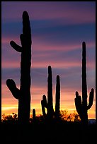 Saguaro cactus in sihouette at sunset. Ironwood Forest National Monument, Arizona, USA ( color)