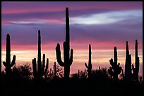 Saguaro cactus and sunset sky. Ironwood Forest National Monument, Arizona, USA ( color)