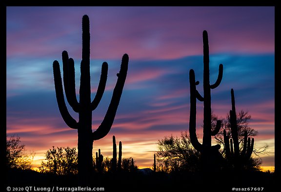 Saguaro cactus sihouettes at sunset. Ironwood Forest National Monument, Arizona, USA (color)
