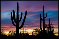 Saguaro cactus sihouettes at sunset. Ironwood Forest National Monument, Arizona, USA ( color)