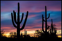 Saguaro cactus sihouettes at sunset. Ironwood Forest National Monument, Arizona, USA ( color)