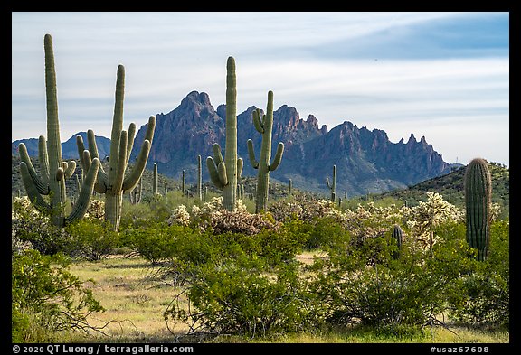 Saguaro and cholla cacti and with rocky wall of Ragged Top. Ironwood Forest National Monument, Arizona, USA (color)