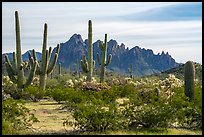 Saguaro and cholla cacti and with rocky wall of Ragged Top. Ironwood Forest National Monument, Arizona, USA ( color)