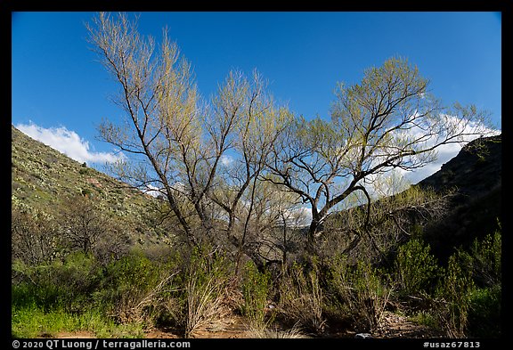 Newly leafed tree, Badger Springs Canyon. Agua Fria National Monument, Arizona, USA (color)