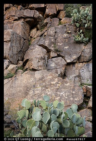 Cacti and petroglyphs, Badger Springs Canyon. Agua Fria National Monument, Arizona, USA (color)