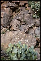 Cacti and petroglyphs, Badger Springs Canyon. Agua Fria National Monument, Arizona, USA ( color)
